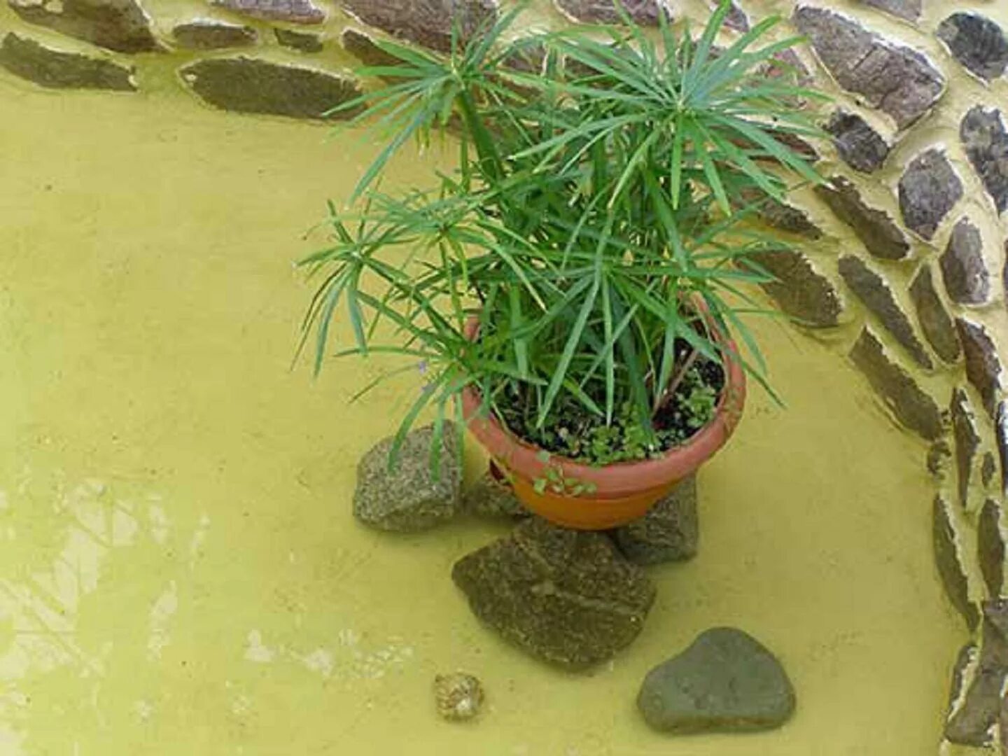 Гидрогель для петунии. Растения любящие воду. Циперус папирус полив. Бонсай циперус. Растения любящие воду.