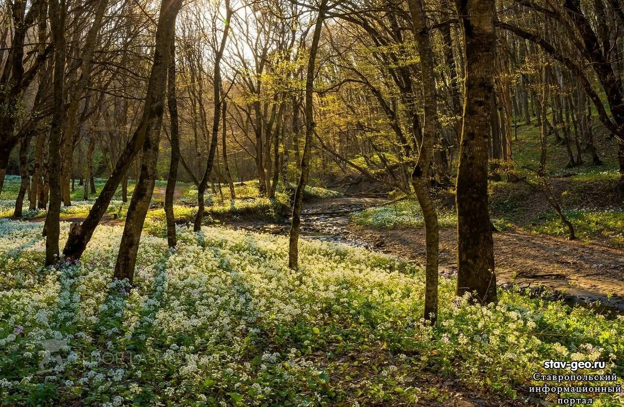 Михайловск ставропольский край карта города с улицами. Погода михайловск ставропольский край. Михайлов ставропольский край. Апрель михайловск ставропольский край. Карта ставрополя с улицами.