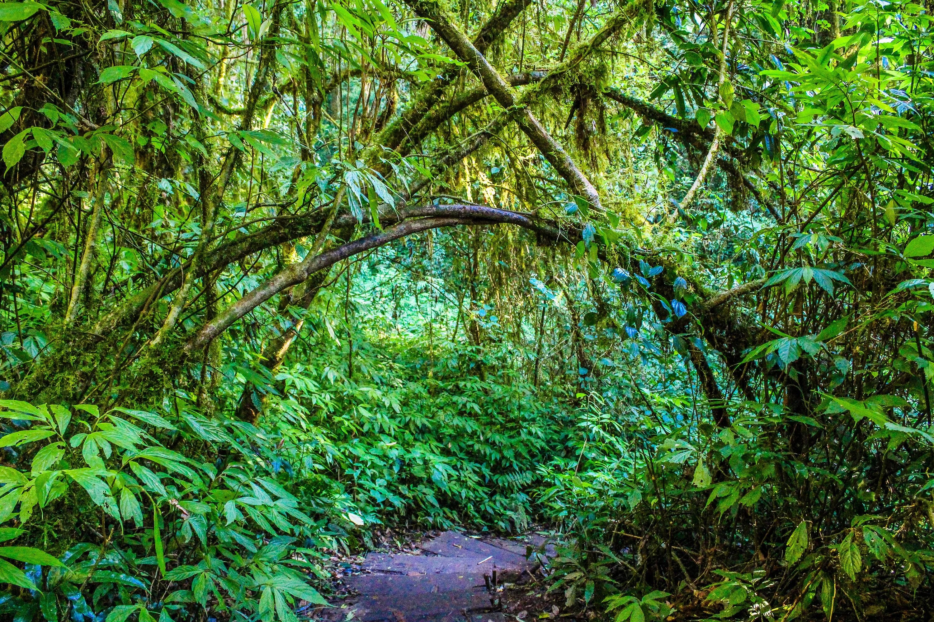 Тайга джунгли Сельва. Сельва лианы. Полувечнозеленый тропический лес. Лианы Тайланд.