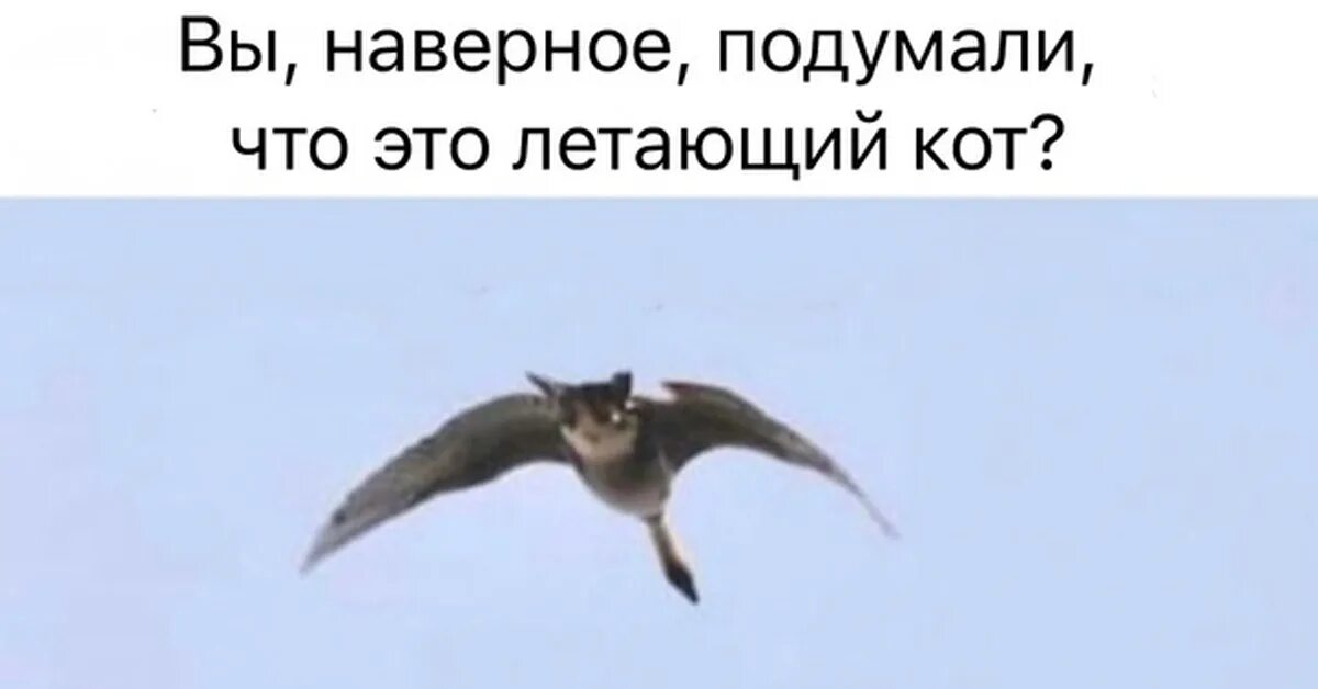 Дома бардак стою и думаю убраться. Текст. Стихи о полёте души. Стою с метлой и думаю убраться или улететь. Улететь цитаты.