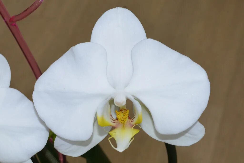 Сого юкидан орхидея. Sogo yukidian орхидея. Sogo yukidian орхидея. Сого юкидан орхидея. Сого юкидан.