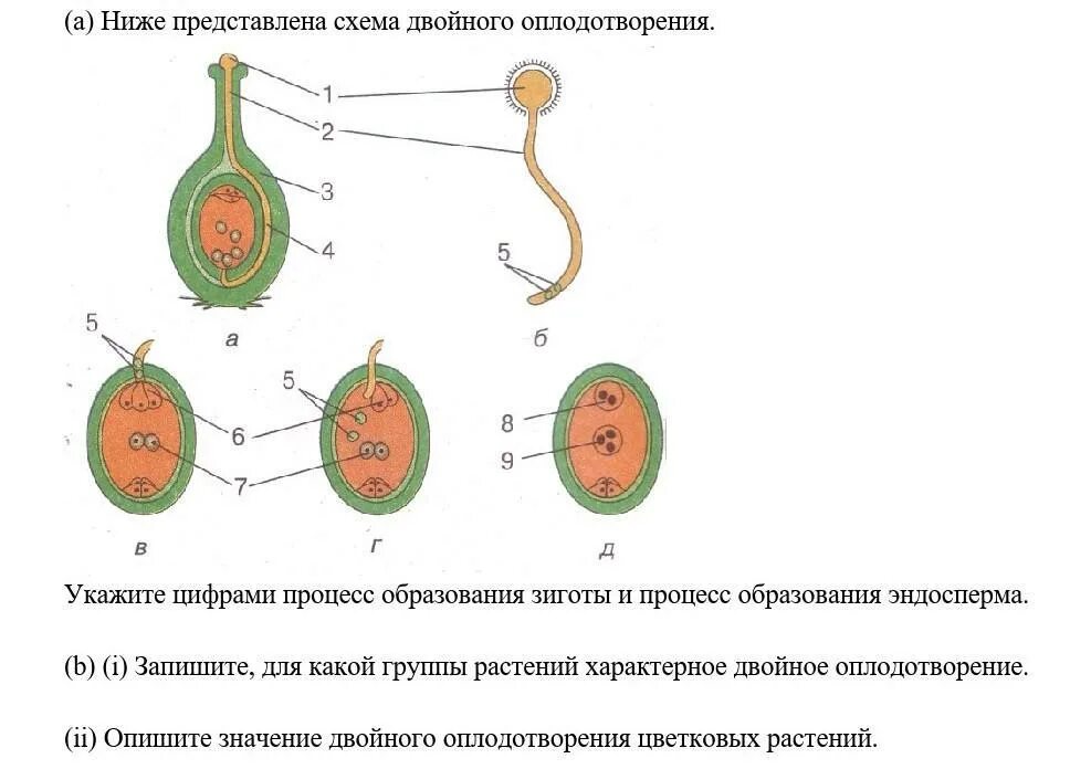 Оплодотворение покрытосеменных растений схема. Схема двойного оплодотворения у покрытосеменных растений. Схема двойного оплодотворения 6 класс биология. Двойное оплодотворение зигота у растений.