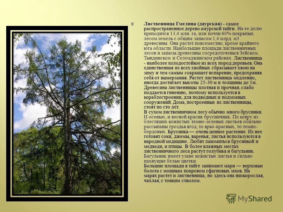 Презентация лиственница. Самое распространенное дерево в тайге. самые распространенные деревья тайги. доклад на тему дерево лиственница. в тайге самое распространённое дерево.