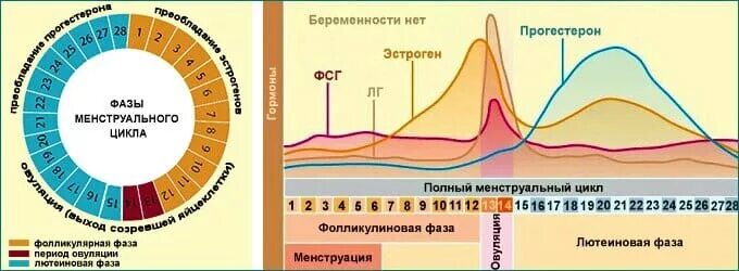 Вторая фаза менструационного. Цикл менструационного цикла. Лютеиновая фаза менструационного цикла. Прогестерон фазы менструационного цикла. Фазы менструационного цикла фолликулярная овуляторная лютеиновая.