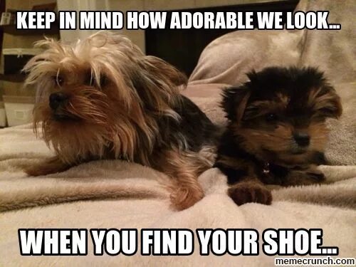 How adorable