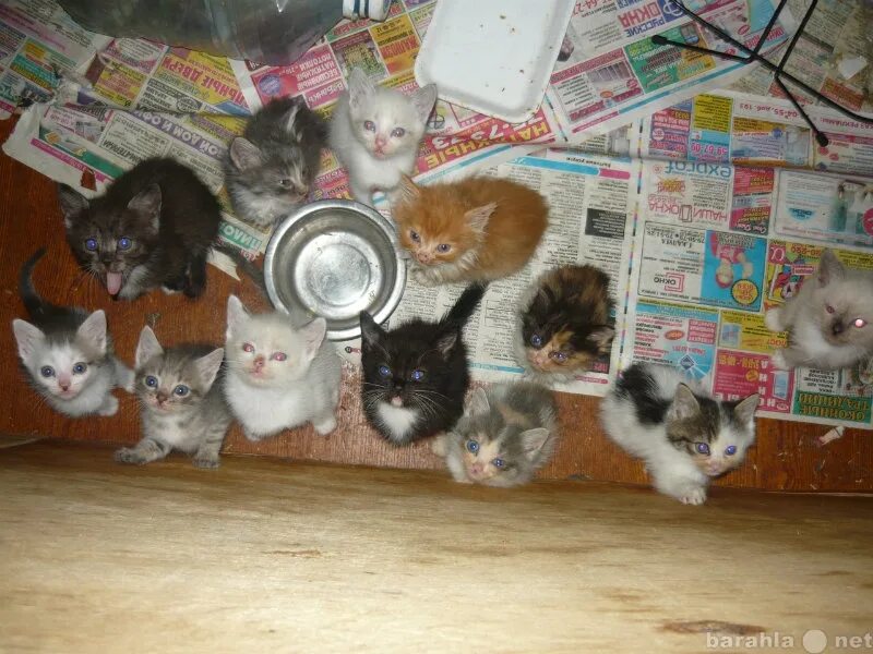 Авито объявления котята. Объявление о котятах даром. котят отдам даром в добрые руки животных. котята даром реклама. объявление отдам котят в добрые руки даром.