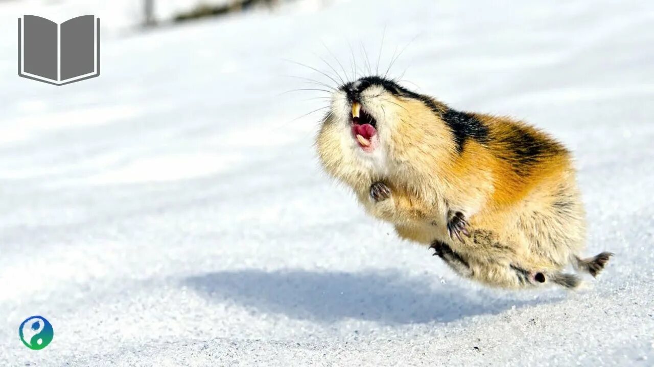 Lemmings Jumping Off Cliffs En Masse Is a Myth HowStuffWorks