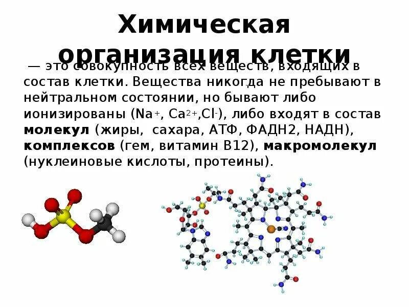 Химическая организация живого. Химическая организация клетки. Химическая организация клетки схема. Охарактеризуйте химическую организацию клетки. Химическая организация клетки презентация.