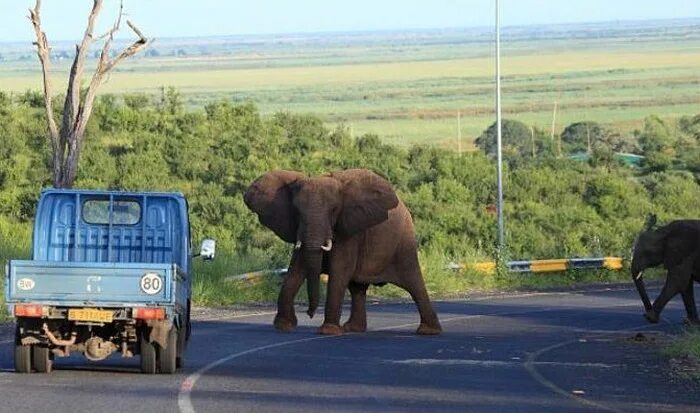 Elephant car. Слон раздавил машину. Машина слон. Африканский слон и машина. Слон рядом с машиной.