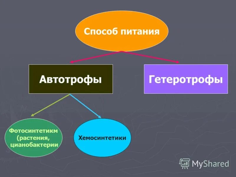Что такое автотрофный тип питания - MosRosa.ru