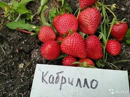 Клубника кабрило описание и отзывы
