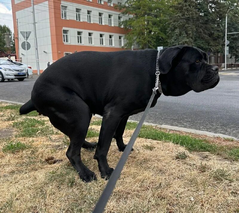 С днем рождения тварь. Картинки с оскорблениями. Мои суки выглядят на 100. Публичная оргия в центре москвы. Субботник картинки прикольные.