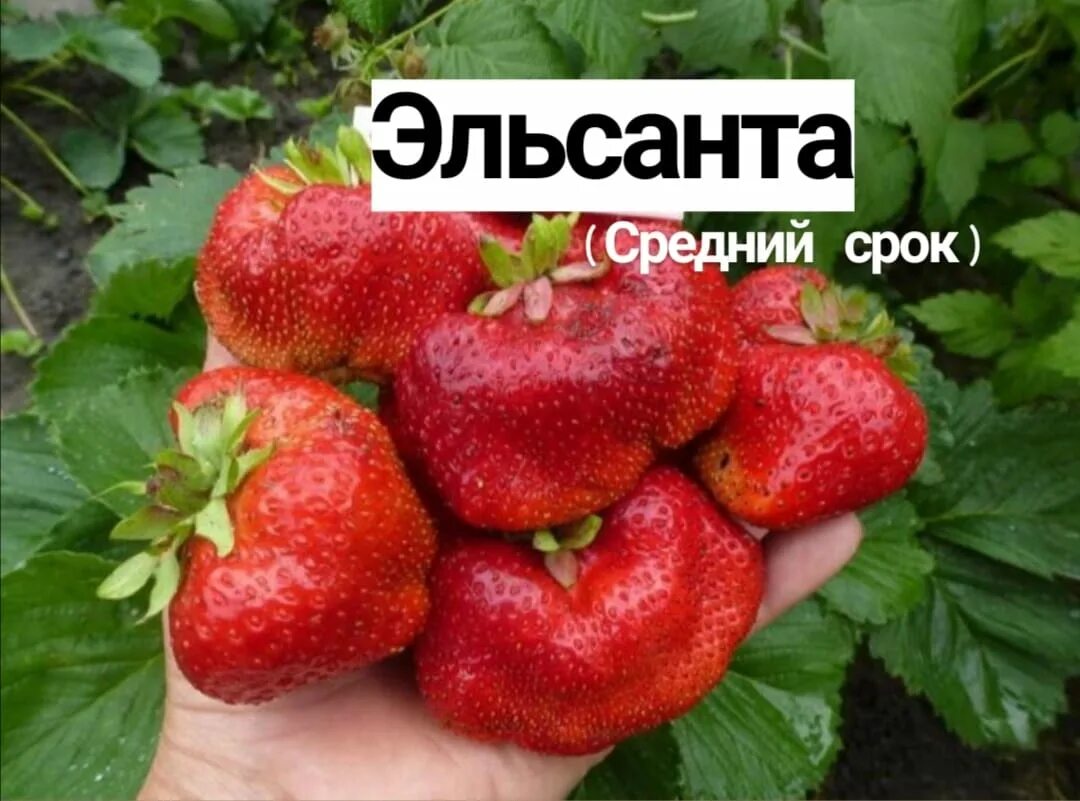 Сорт клубники эльсанта