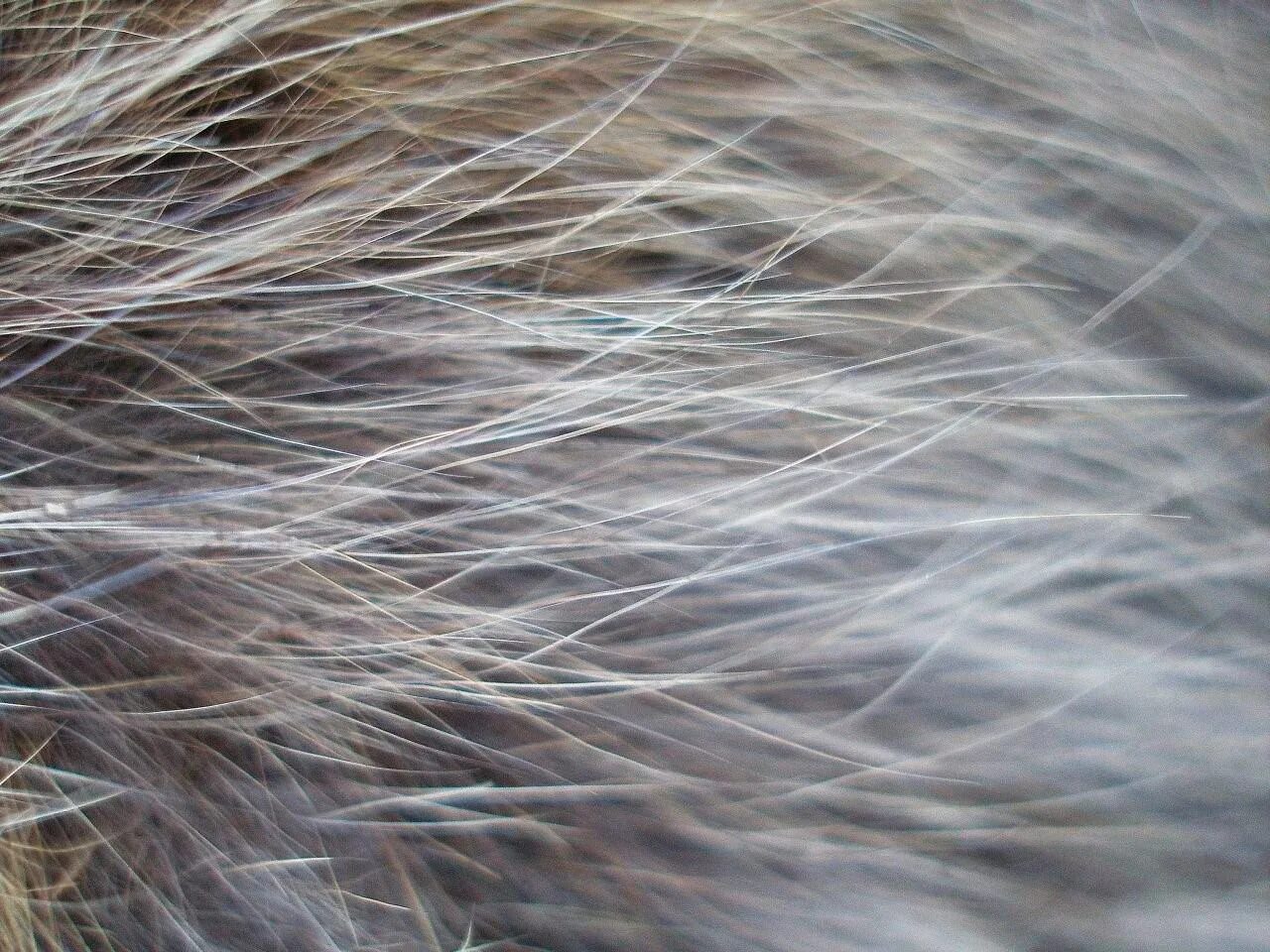 Текстура шерсти животных. Кошачья шерсть. Шерсть животных. Шерсть шерстка. Шесть собак.