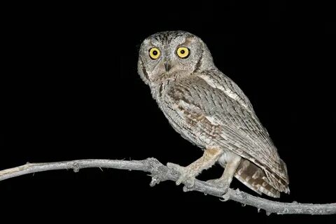 Screech