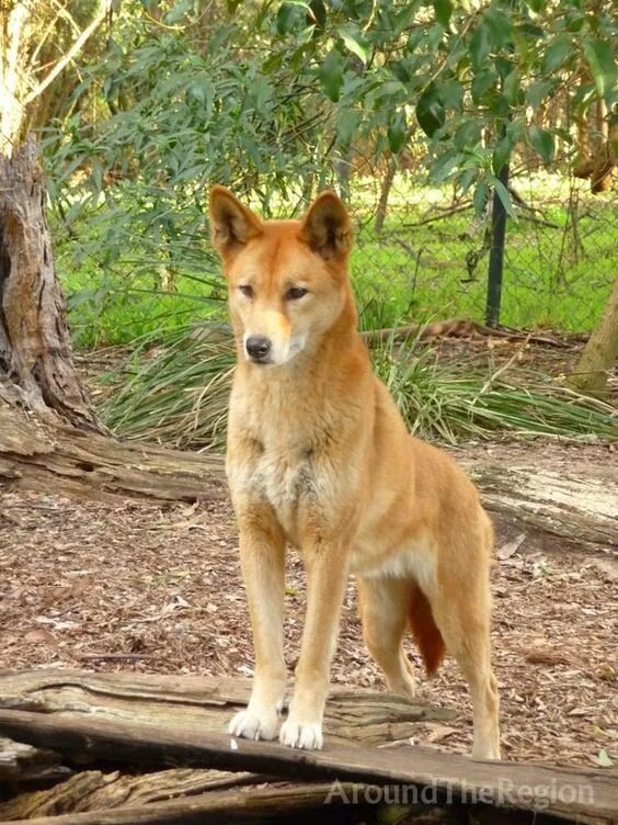 Deadly animals, Wild dogs, Dingo