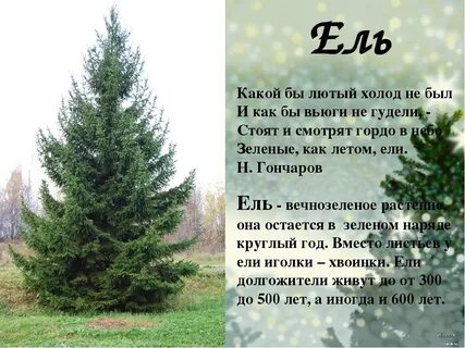 Елей определение