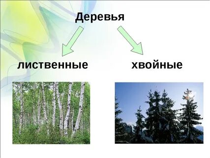 Хвойный лиственный