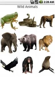 Real animal