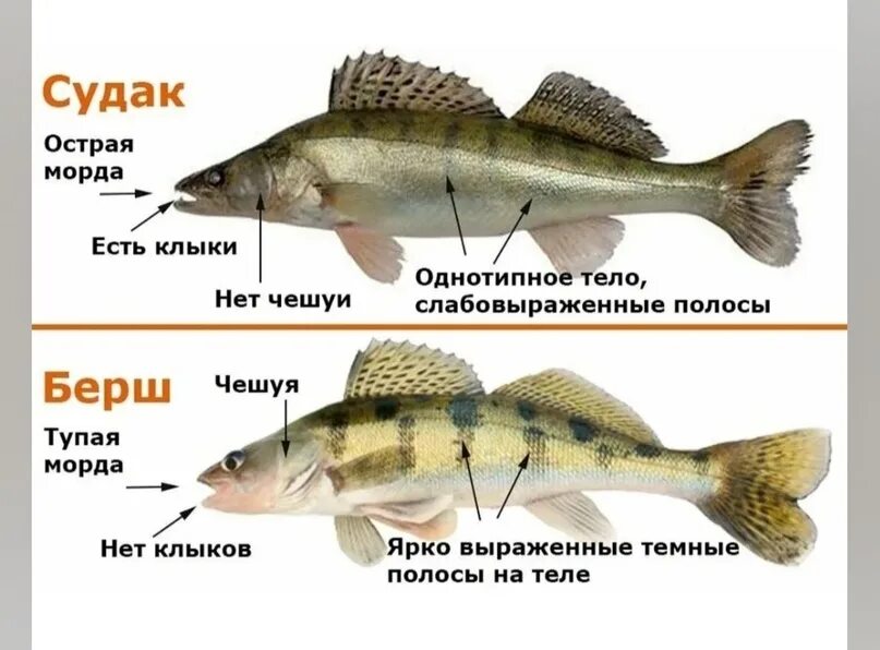 Как не перепутать судака и берша. Два простых отличия РЫБАЛКА С МИХАЛЫЧЕМ Дзен