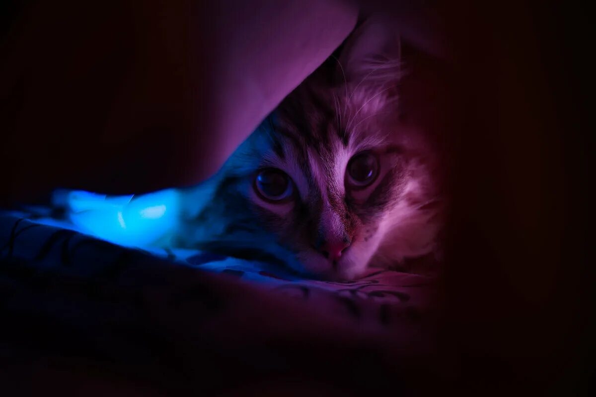 Кот ночью. Ночная кошка. Котенок ночью. Красивые кошки ночью. Киса ночью