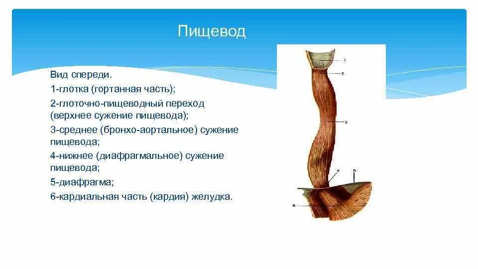 Глотка пищевод вид спереди. Сужения пищевода латынь. Сужения пищевода на латинском. Укажите анатомические и физиологические сужения пищевода..