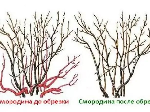 Обрезать ли смородину осенью и как правильно. Правильная обрезка смородины весной. обрезка чёрной смородины осенью схема. обрезка красной смородины весной.
