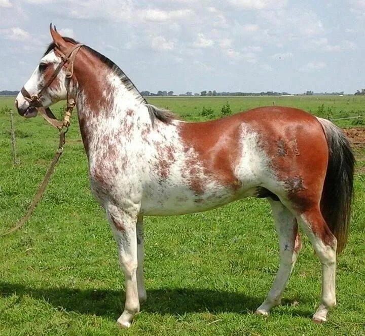 Cool COAT and COLOUR markings Horses, Rare horses, Pretty horses