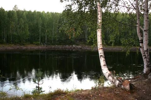 Погода в каменном бору