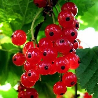 Смородина уральская