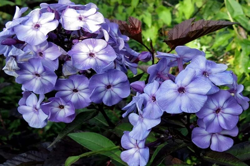 Флокс блю бой фото. Флокс метельчатый Блю бой. Флокс paniculata Blue boy. Флокс метельчатый 'Blue boy'. Флокс "Блю бой" (Blue boy).