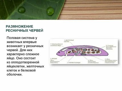 Тип плоские черви размножение