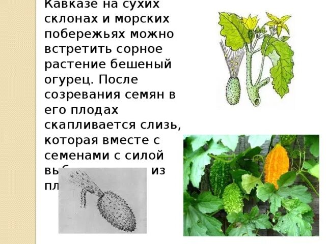 Распространение семян огурцов. Бешеный огурец черты приспособленности. бешеный огурец распространение плодов. бешеный огурец. плоды семена бешеного огурца.