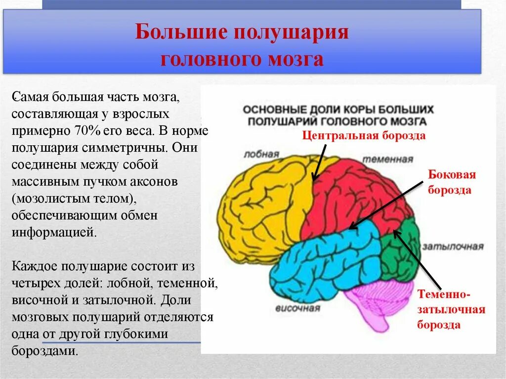 Какие функции выполняет полушарие большого мозга. Основные отделы головного мозга большой мозг анатомия. Отделы головного мозга и доли полушарий. Структуры полушарий большого мозга. Большие полушария головного мозга строение.