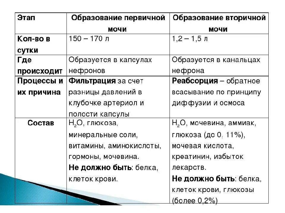 Характеристика первичной и вторичной мочи. Механизм образования вторичной мочи. этапы образования первичной и вторичной мочи. вторичная моча механизм образования. первичная и вторичная моча образование.