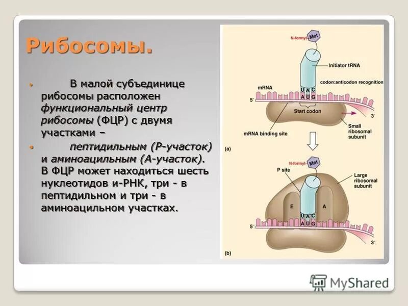 Синтез полипептидной цепи в рибосомах