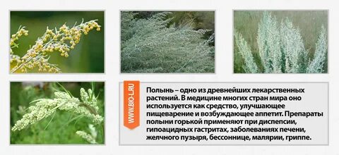 Полынь лечебная лечебные свойства