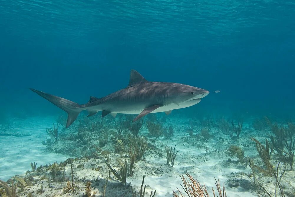 Тигровая акула. Акула тигровая акула. Тигровая акула в Красном море. Самка тигровая акула. Shark return