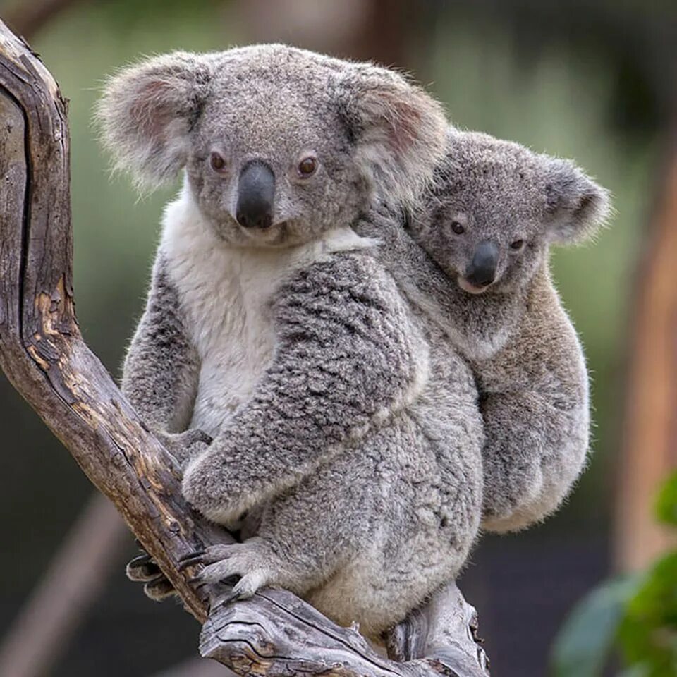 Кенгуру, коалу и вомбат. Коала в Австралии. Эндемики коала. Кенгуру, вомбат, коала вместе.