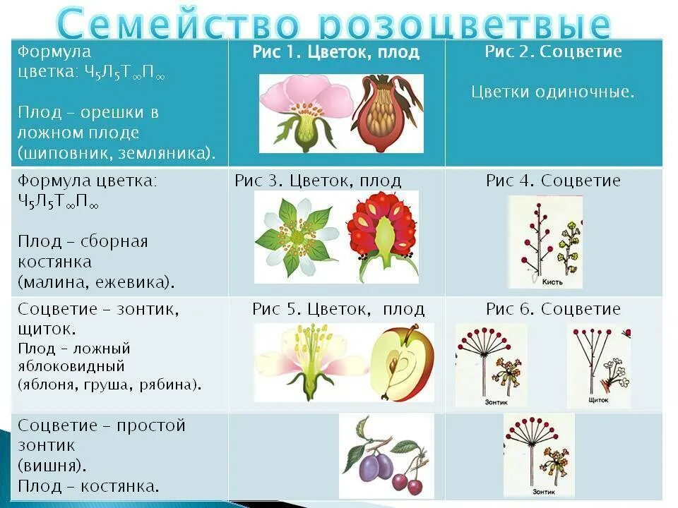 Ч5л5т п какой цветок. Семейство Пасленовые строение цветка Тип плода. Семейства растений формулы цветков. Семейство цветов двудольных таблица. Розоцветные формула цветка соцветие плод.