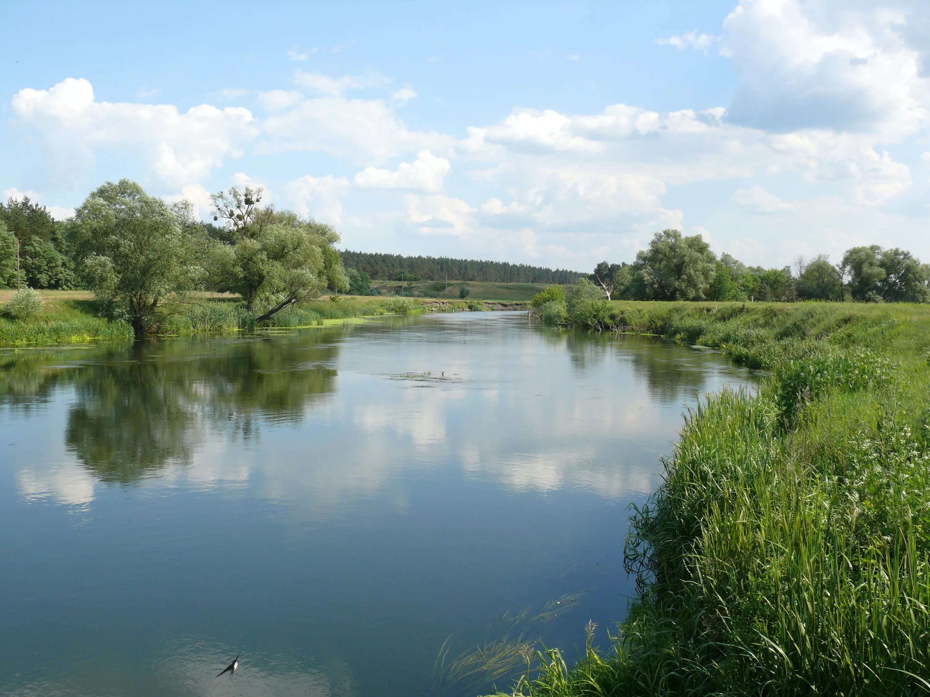 Р донца