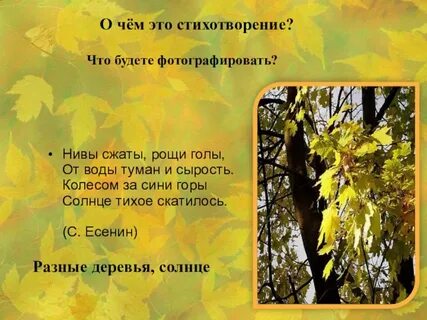 Нивы сжаты анализ
