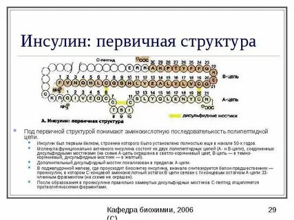 Что входит в состав инсулина