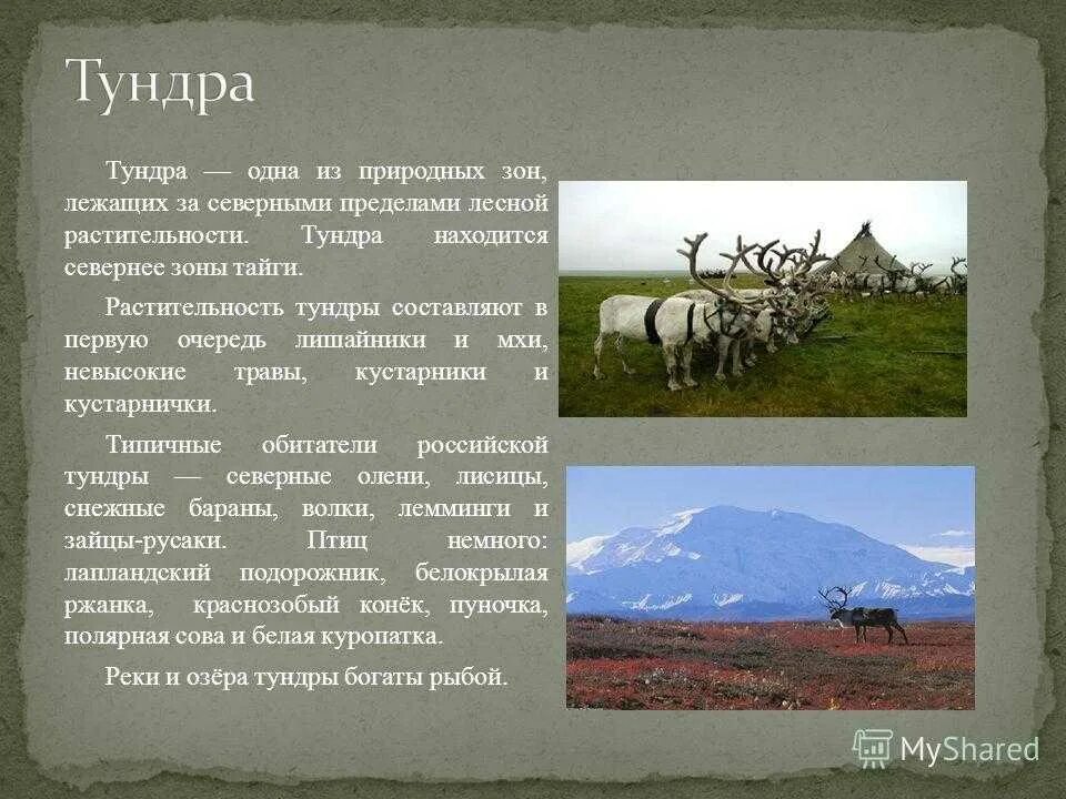 Основным занятием тундры является