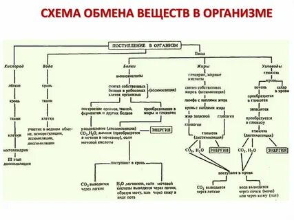 Обмены биохимия