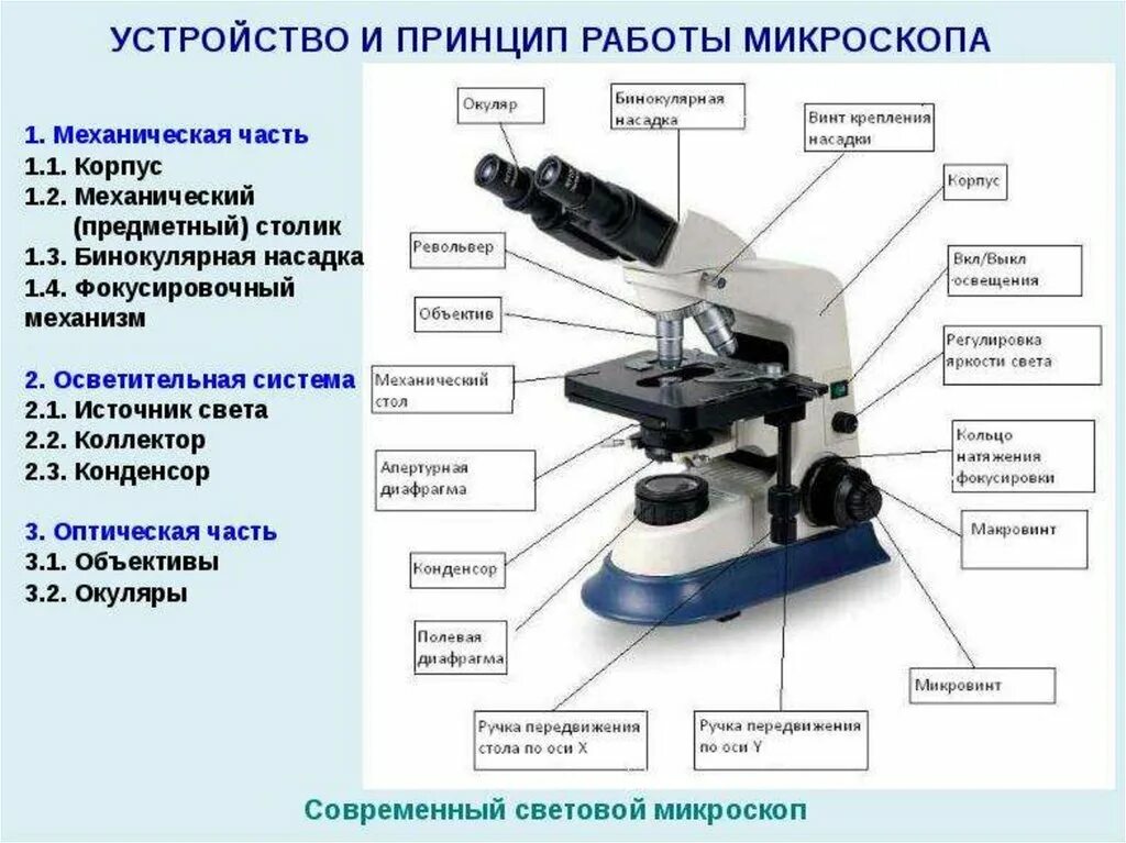 Части микроскопа выполняют функции штатив. Строение микроскопа Микмед. Оптический микроскоп строение. Строение микроскопа Levenhuk. Строение микроскопа Микромед-1.