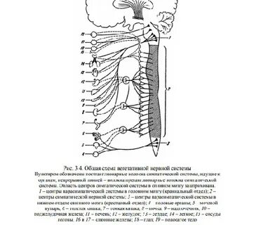 Потеет шея во время сна