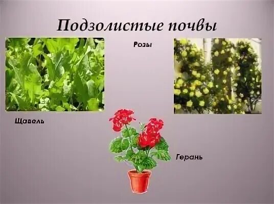 Растения подзолистых почв