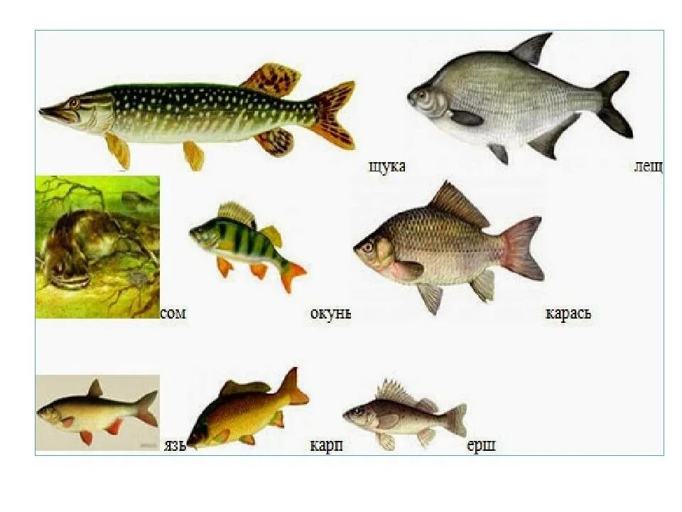 Речные рыбы. Название рыб. Изображение пресноводных рыб. Пресноводные рыбы для детей.