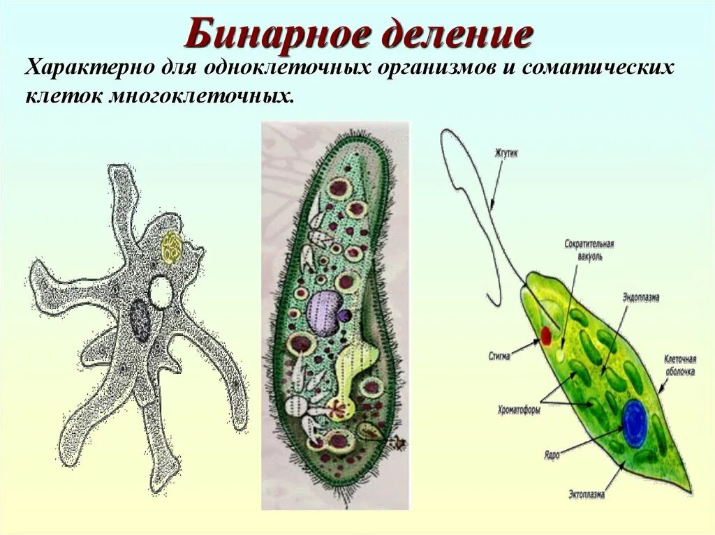 Бинарное деление. Бинарное деление характерно для. Деление одноклеточных организмов. Клетки одноклеточных и многоклеточных организмов. Одноклеточная брюс